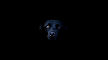 black dog image wallpaper