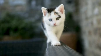 cute white cat wallpaper