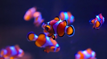 clownfishes in aquarium 4k wallpaper