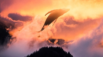surreal sunset whale 4k wallpaper