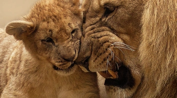 african lion cub 4k wallpaper