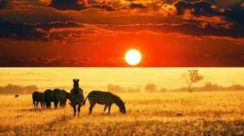 sunset african savanna 4k wallpaper