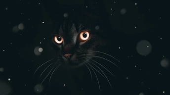 dark cat 4k wallpaper