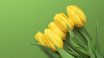 yellow tulips 4k wallpaper