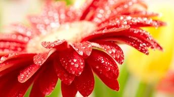 amazing red flower hd wallpapers