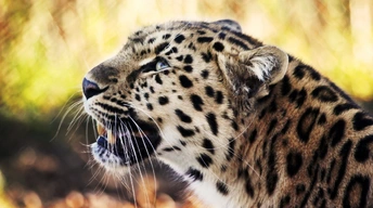 leopard 1080p hd wallpapers
