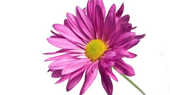 pink daisy 1080p hd wallpapers