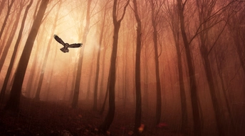 owl forest hd wallpapers
