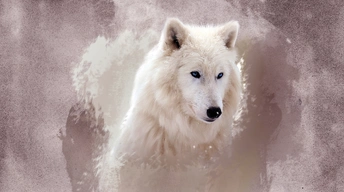 the wolf hd wallpapers