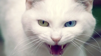 wild white cat hd wallpapers