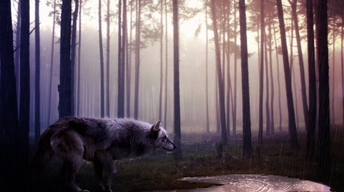 wild wolf hd wallpapers