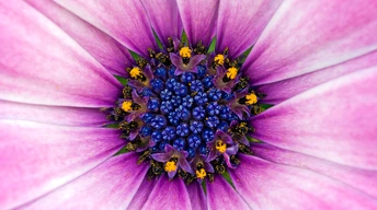amazing purple flower widescreen wallpapers