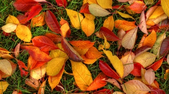 autumn leaves widescreen wallpapers