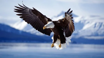 bald eagle in flight alaska widescreen wallpapers