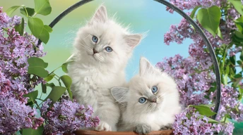 blue eyes blossoms widescreen wallpapers