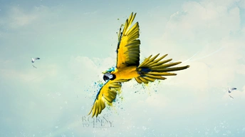 born to fly widescreen wallpapers