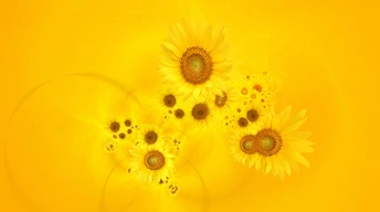 bright yellow sunflowers widescreen wallpapers