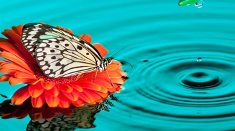 butterfly drops widescreen wallpapers