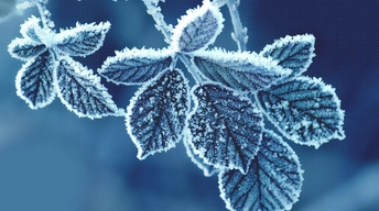 cold leaves widescreen wallpapers