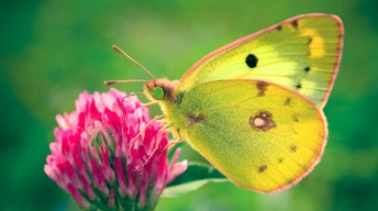 colias hyale butterfly widescreen wallpapers
