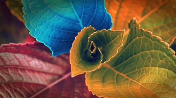 colors of leaves widescreen wallpapers