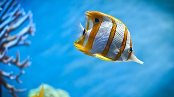 copperb butterfly fish widescreen wallpapers