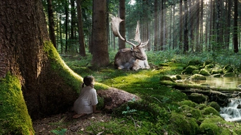 fairytale forest widescreen wallpapers