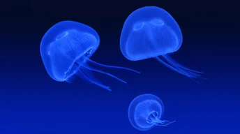 floating jellyfish widescreen wallpapers