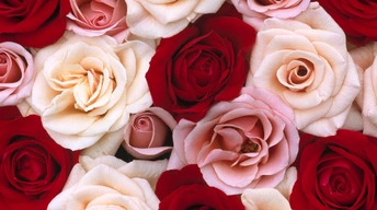 fragrant roses widescreen wallpapers