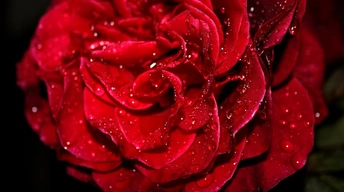 fresh red rose widescreen wallpapers