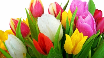 fresh tulips widescreen wallpapers