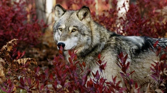 gray wolf widescreen wallpapers