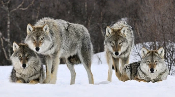 gray wolves norway widescreen wallpapers