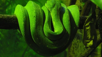 green snake widescreen wallpapers