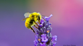 honey bee lavendar nectar widescreen wallpapers
