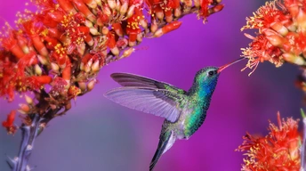 hummingbird widescreen wallpapers