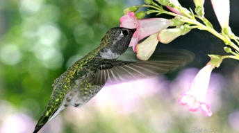 hungry hummingbird widescreen wallpapers