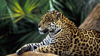 jaguar in amazon rainforest widescreen wallpapers