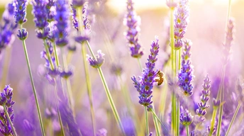 lavender flowers widescreen wallpapers
