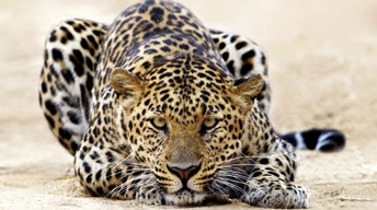 leopard staring widescreen wallpapers
