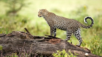 leopard wildlife widescreen wallpapers