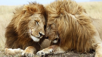 lions pair widescreen wallpapers