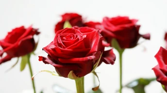 long stem red roses widescreen wallpapers