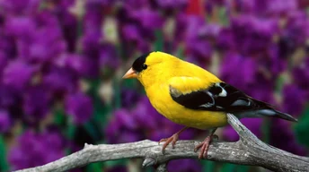 male american goldfinch widescreen wallpapers