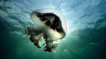 mauve stinger jellyfish australia widescreen wallpapers
