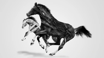 monochrome horses widescreen wallpapers
