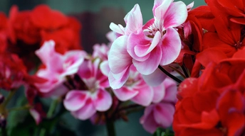 pink red flowers widescreen wallpapers
