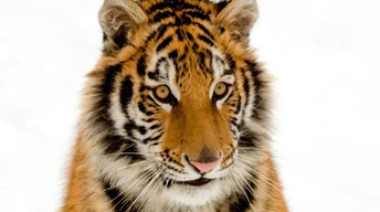 portrait of a tiger widescreen wallpapers