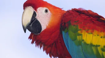 profile of a scarlet macaw widescreen wallpapers