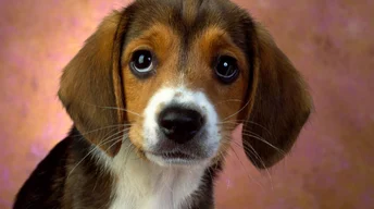puppy eyes beagle widescreen wallpapers